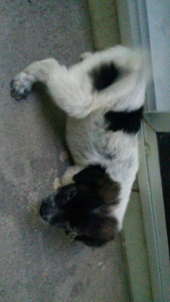 Cachorro raça Vira Lata idade Abaixo de 2 meses nome Não possui 