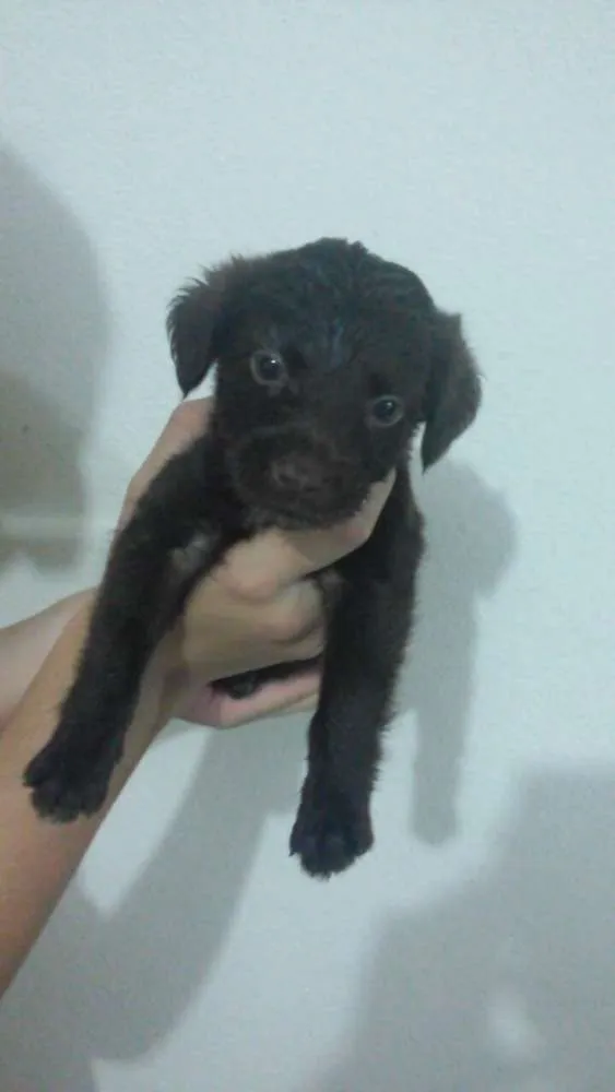 Cachorro raça Vira Lata idade Abaixo de 2 meses nome Não possui 
