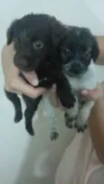 Não possui 