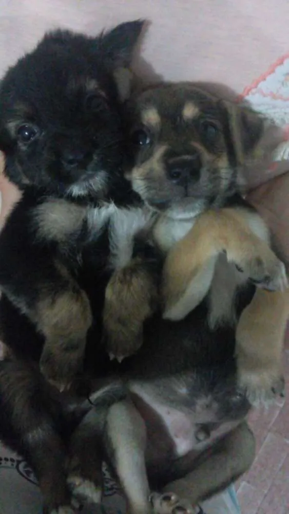 Cachorro raça Vira Lata idade Abaixo de 2 meses nome Não possui 