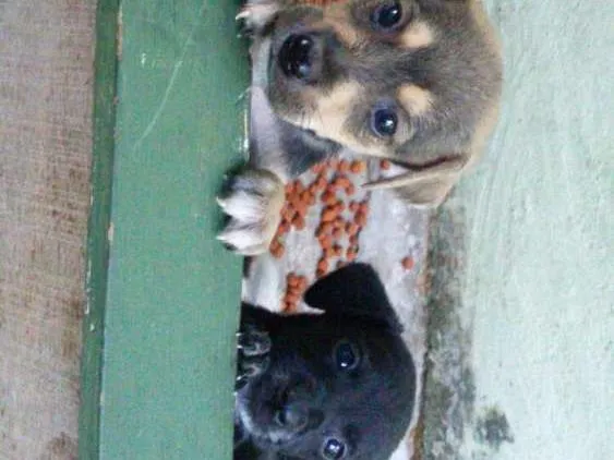 Cachorro raça Vira Lata idade Abaixo de 2 meses nome Não possui 