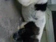 Não possui 