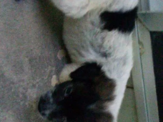 Cachorro raça Vira Lata idade Abaixo de 2 meses nome Não possui 