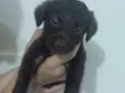 Não possui 