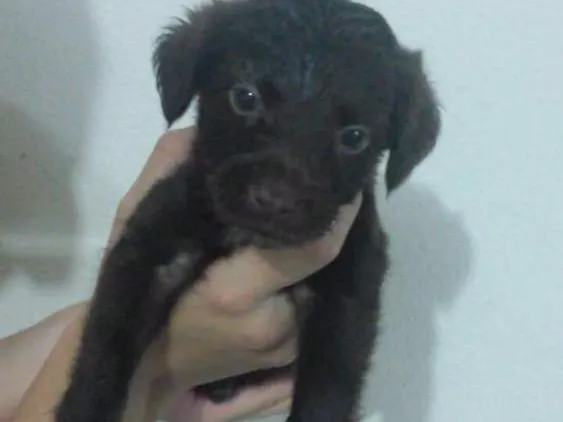 Cachorro raça Vira Lata idade Abaixo de 2 meses nome Não possui 