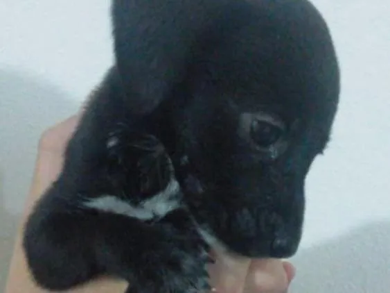 Cachorro raça Vira Lata idade Abaixo de 2 meses nome Não possui 
