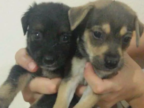 Cachorro raça Vira Lata idade Abaixo de 2 meses nome Não possui 