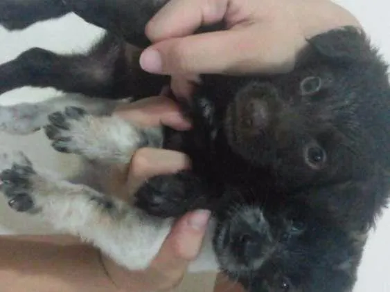 Cachorro raça Vira Lata idade Abaixo de 2 meses nome Não possui 