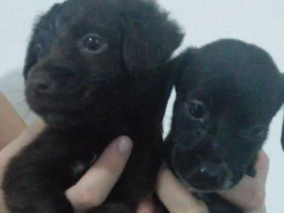 Cachorro raça Vira Lata idade Abaixo de 2 meses nome Não possui 