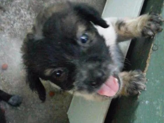 Cachorro raça Vira Lata idade Abaixo de 2 meses nome Não possui 