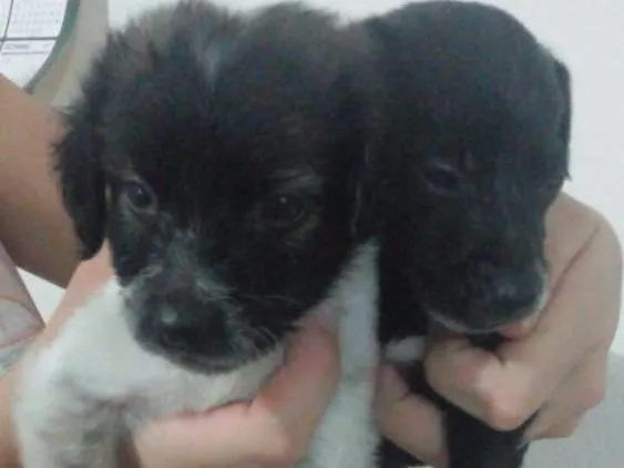 Cachorro raça Vira Lata idade Abaixo de 2 meses nome Não possui 