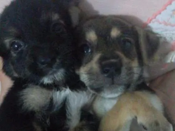 Cachorro raça Vira Lata idade Abaixo de 2 meses nome Não possui 
