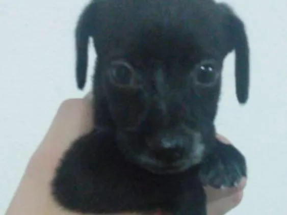 Cachorro raça Vira Lata idade Abaixo de 2 meses nome Não possui 