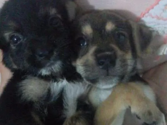 Cachorro raça Vira Lata idade Abaixo de 2 meses nome Não possui 
