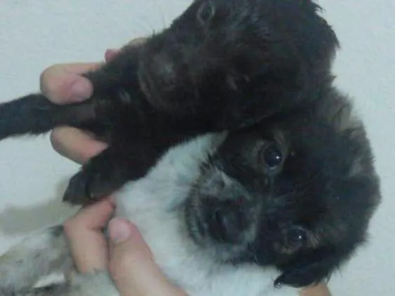 Cachorro raça Vira Lata idade Abaixo de 2 meses nome Não possui 