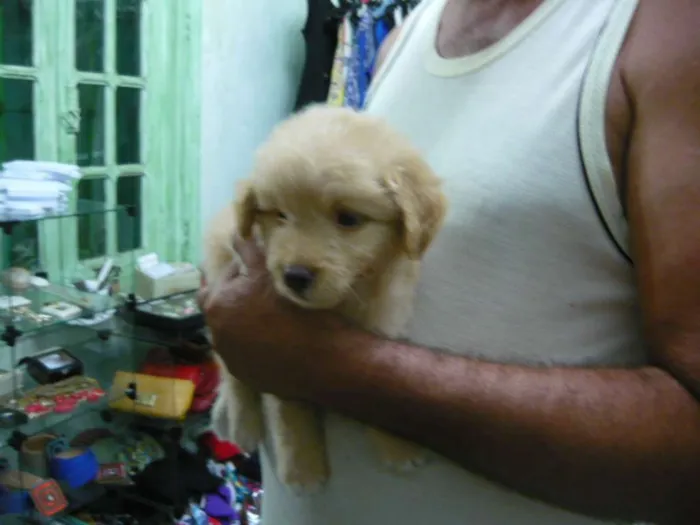 Cachorro ra a SRD idade Abaixo de 2 meses nome Murilo Bolota