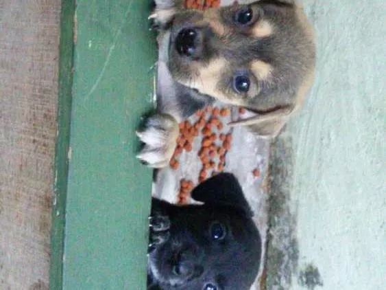 Cachorro raça Vira Lata idade Abaixo de 2 meses nome Não possui 