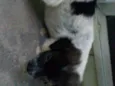 Não possui 