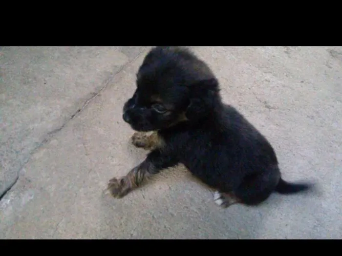Cachorro raça Vira Lata idade Abaixo de 2 meses nome Não possui 