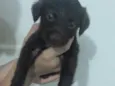 Não possui 