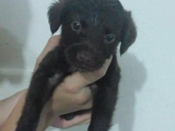 Cachorro raça Vira Lata idade Abaixo de 2 meses nome Não possui 