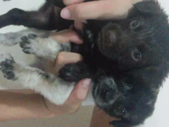 Cachorro raça Vira Lata idade Abaixo de 2 meses nome Não possui 