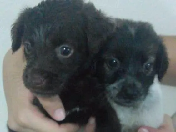 Cachorro raça Vira Lata idade Abaixo de 2 meses nome Não possui 