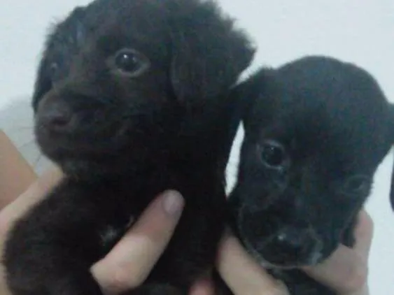 Cachorro raça Vira Lata idade Abaixo de 2 meses nome Não possui 