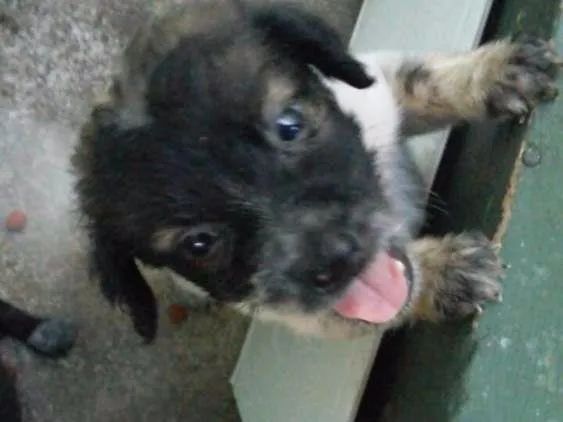Cachorro raça Vira Lata idade Abaixo de 2 meses nome Não possui 