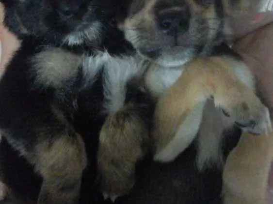 Cachorro raça Vira Lata idade Abaixo de 2 meses nome Não possui 