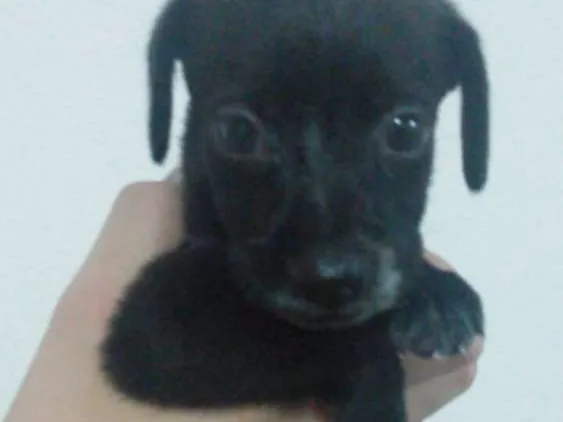 Cachorro raça Vira Lata idade Abaixo de 2 meses nome Não possui 