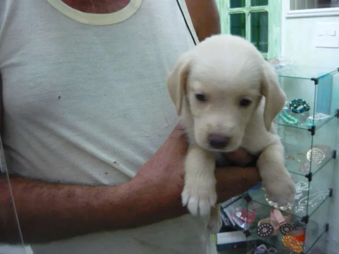 Cachorro ra a Srd idade Abaixo de 2 meses nome Rock