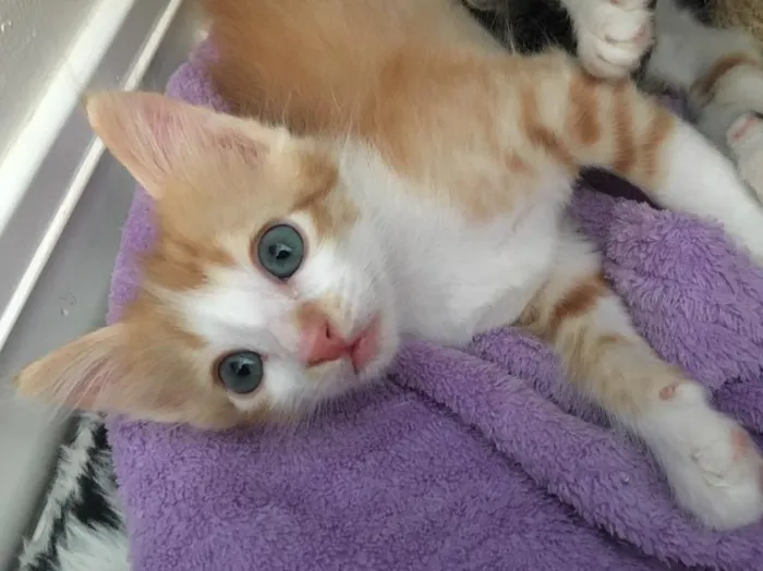 Gato ra a SRD idade Abaixo de 2 meses nome Caramelo