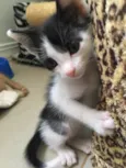 Astro