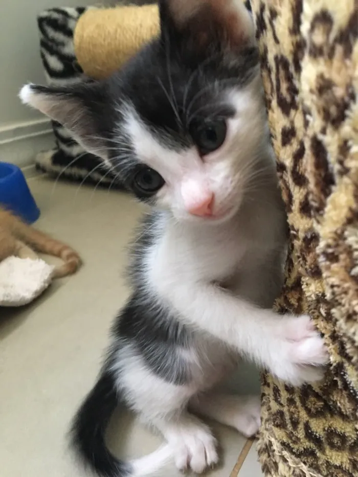 Gato ra a SRD idade Abaixo de 2 meses nome Astro