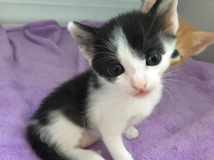 Gato ra a SRD idade Abaixo de 2 meses nome Astro