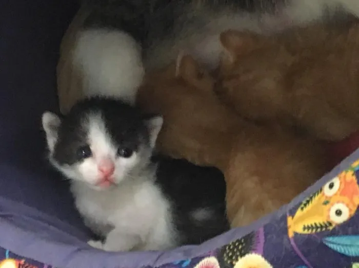 Gato ra a SRD idade Abaixo de 2 meses nome Astro