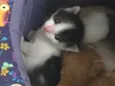Astro