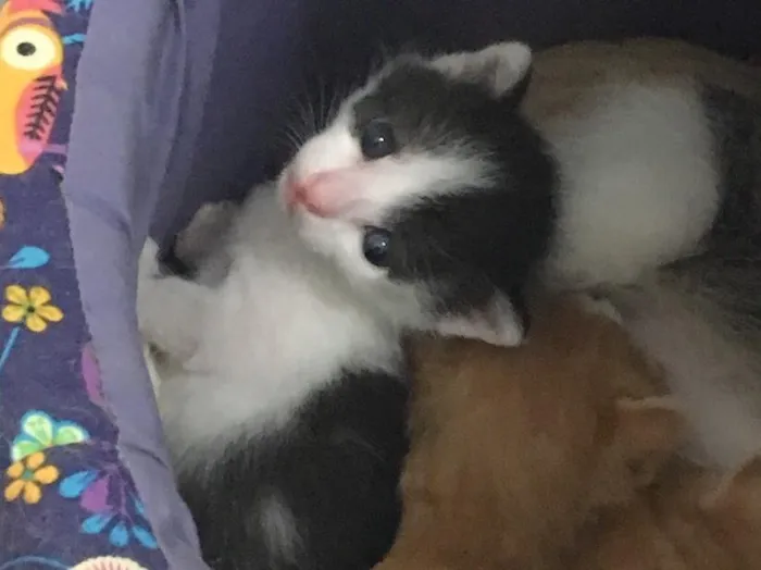 Gato ra a SRD idade Abaixo de 2 meses nome Astro