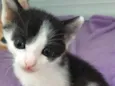 Astro