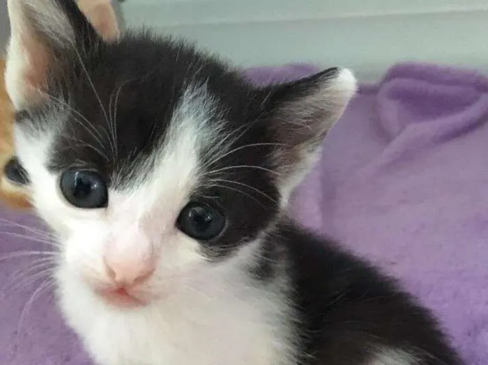 Gato ra a SRD idade Abaixo de 2 meses nome Astro