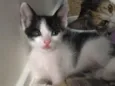 Astro