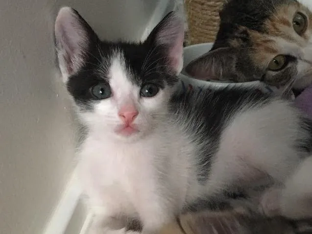 Gato ra a SRD idade Abaixo de 2 meses nome Astro