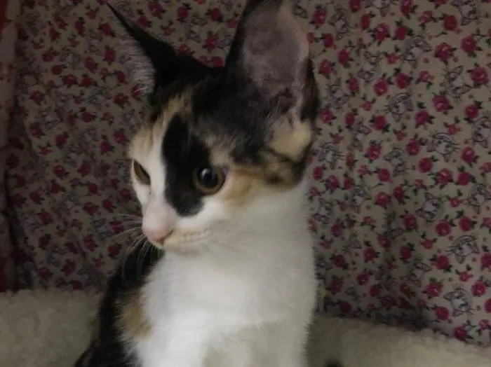 Gato ra a SRD idade 2 a 6 meses nome Afrodite