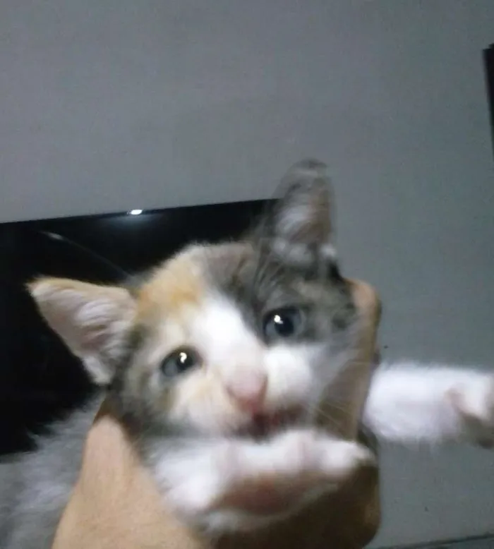 Gato raça Sem raça definida idade Abaixo de 2 meses nome Sem nome 