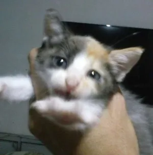 Gato raça Sem raça definida idade Abaixo de 2 meses nome Sem nome 