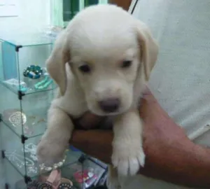 Cachorro raça Srd idade Abaixo de 2 meses nome Rock