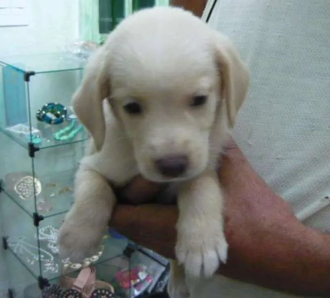 Cachorro ra a Srd idade Abaixo de 2 meses nome Rock