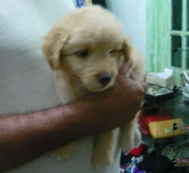 Cachorro ra a SRD idade Abaixo de 2 meses nome Murilo Bolota