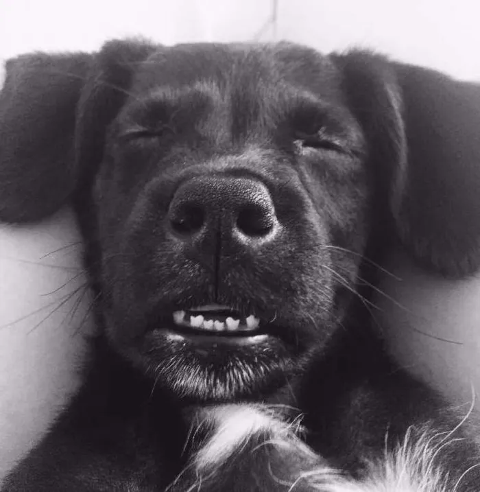 Cachorro ra a Srd idade 2 a 6 meses nome Nina